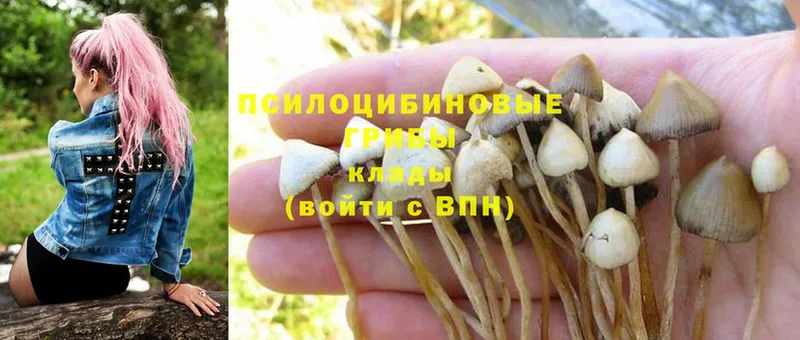 купить   Сергач  Галлюциногенные грибы GOLDEN TEACHER 